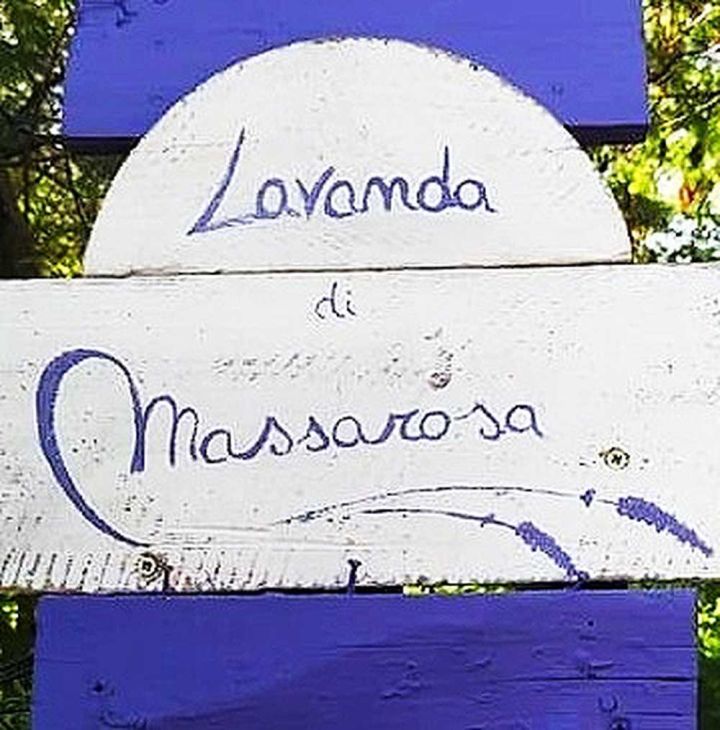 Photo:  Massarosa Lavender 